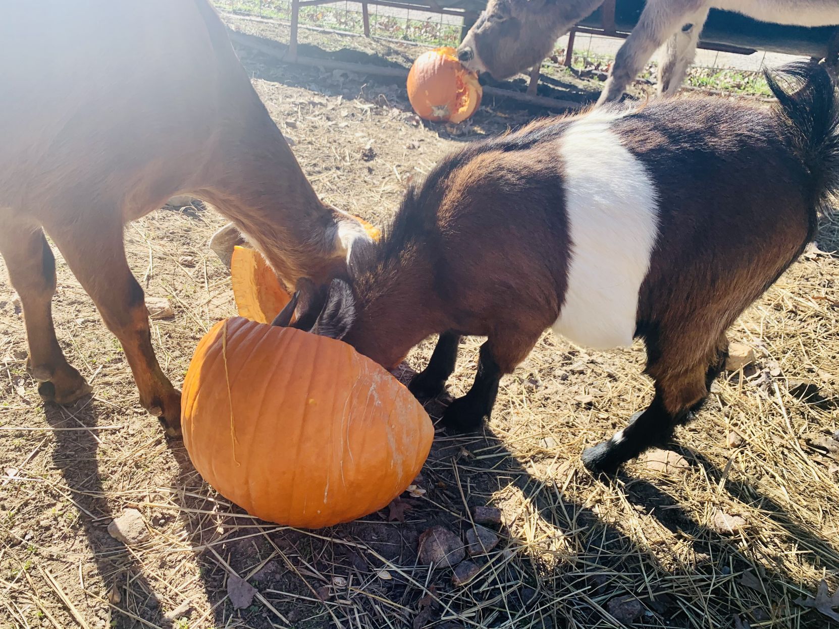20201121_lna_news_farmanimals_p5.jpg